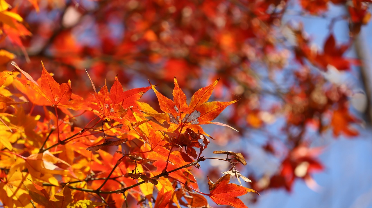 東京都の国営昭和記念公園の日本庭園の紅葉