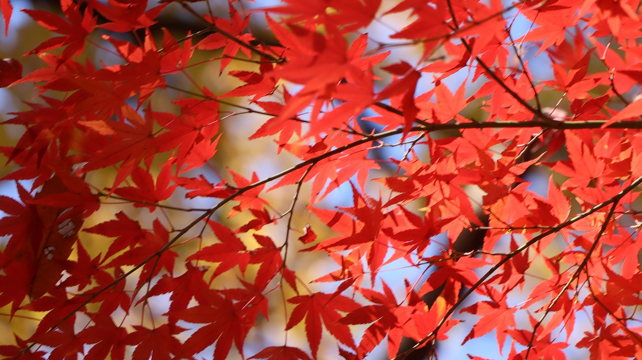 東京都の国営昭和記念公園の日本庭園の紅葉