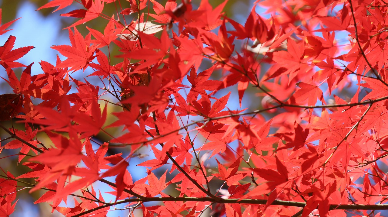 東京都の国営昭和記念公園の日本庭園の紅葉