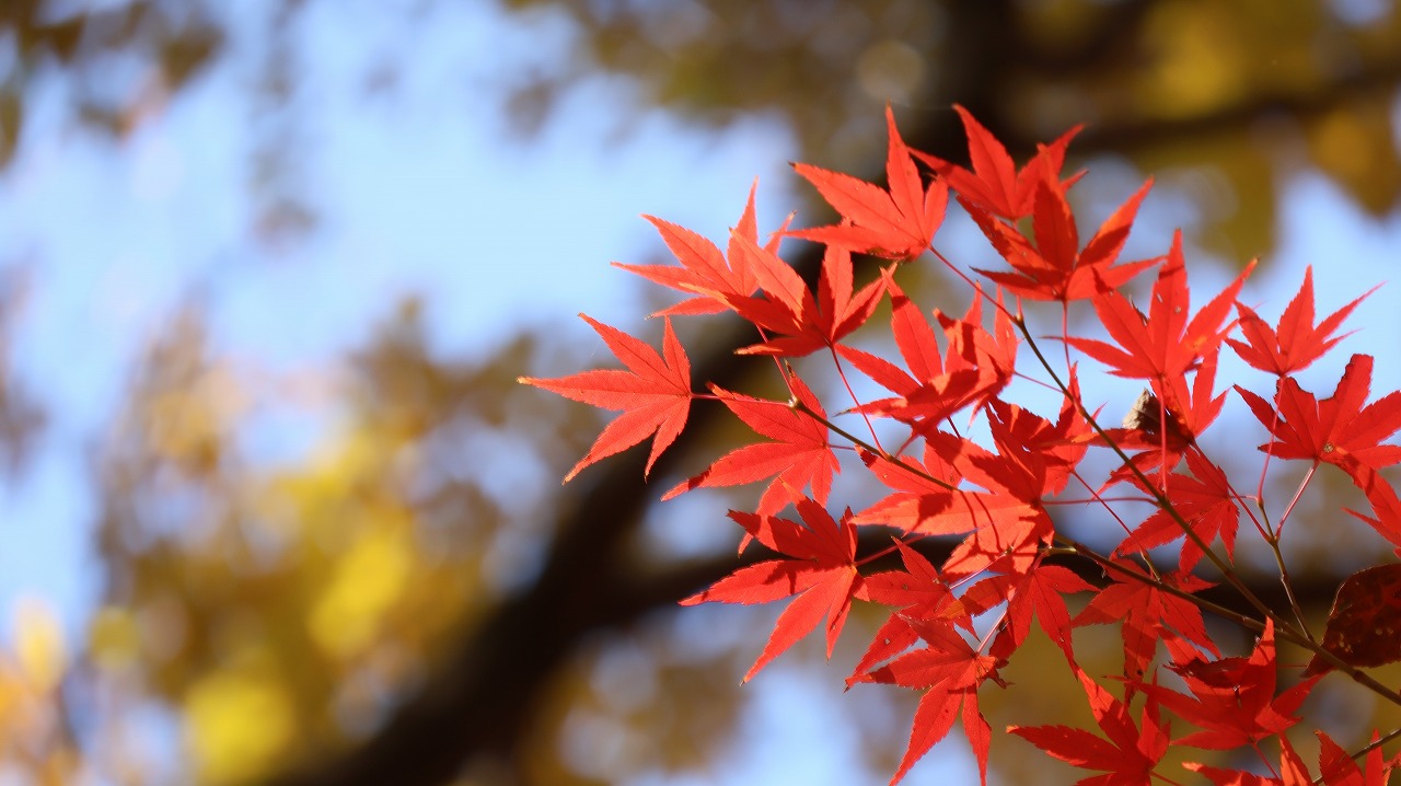 東京都の国営昭和記念公園の日本庭園の紅葉