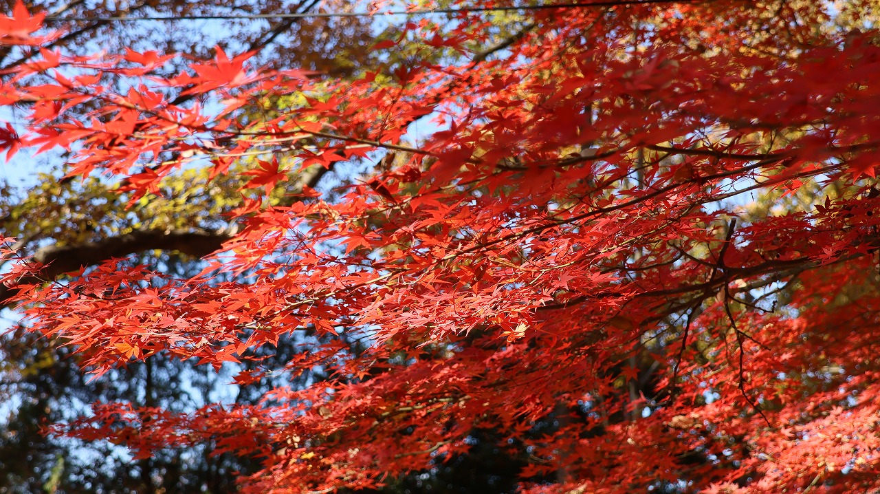 東京都の国営昭和記念公園の日本庭園の紅葉