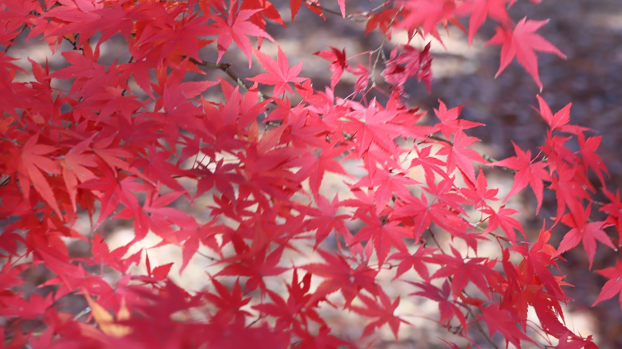 東京都の国営昭和記念公園の日本庭園の紅葉