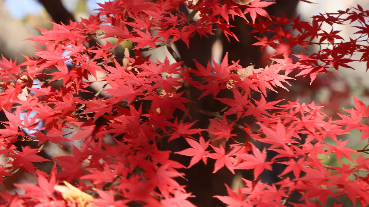 東京都の国営昭和記念公園の日本庭園の紅葉