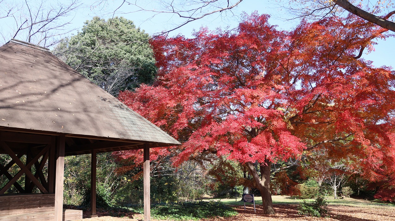 東京都の国営昭和記念公園の日本庭園の紅葉