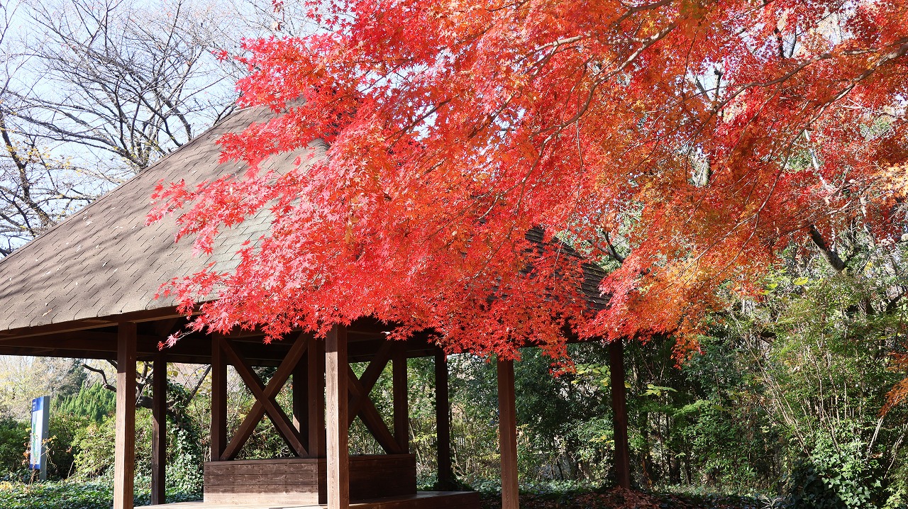 東京都の国営昭和記念公園の日本庭園の紅葉