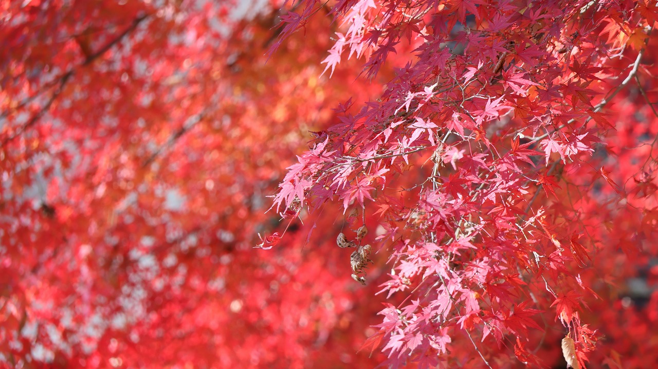 東京都の国営昭和記念公園の日本庭園の紅葉