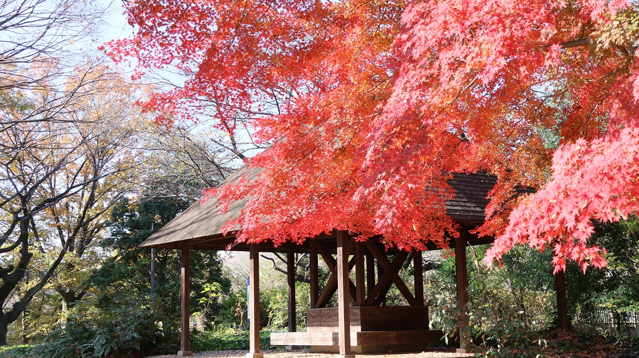 東京都の国営昭和記念公園の日本庭園の紅葉