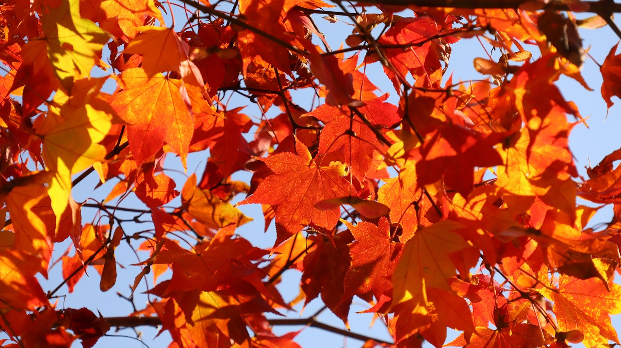 東京都の国営昭和記念公園の日本庭園の紅葉