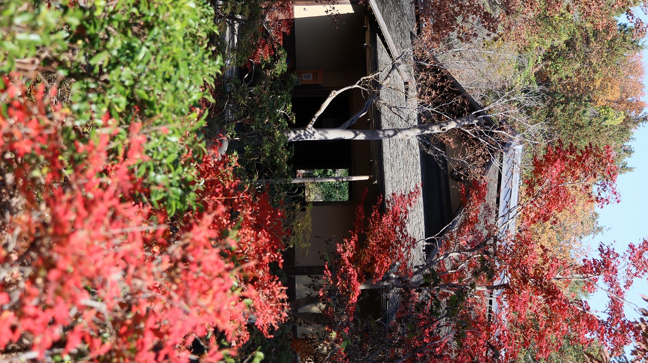 東京都の国営昭和記念公園の日本庭園の紅葉
