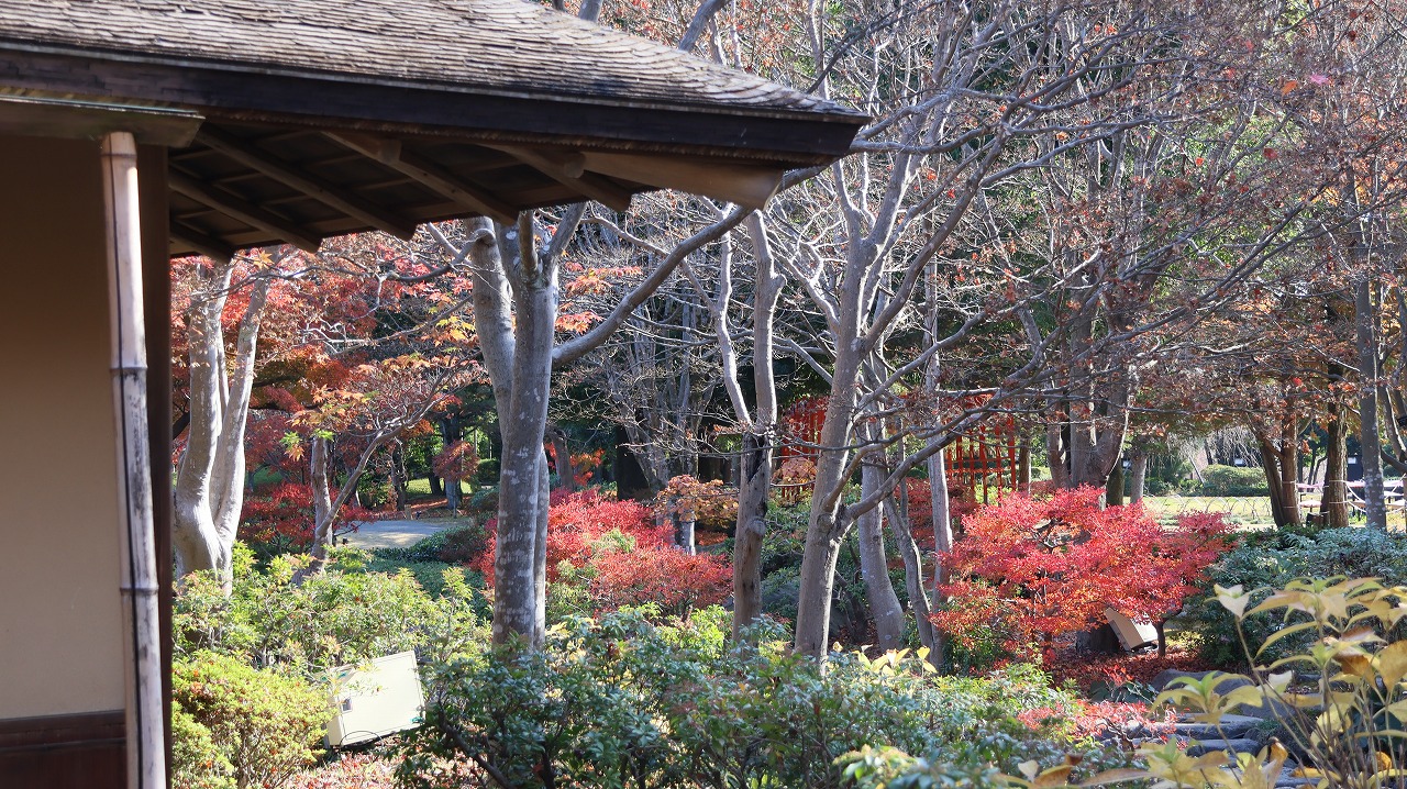 東京都の国営昭和記念公園の日本庭園の紅葉