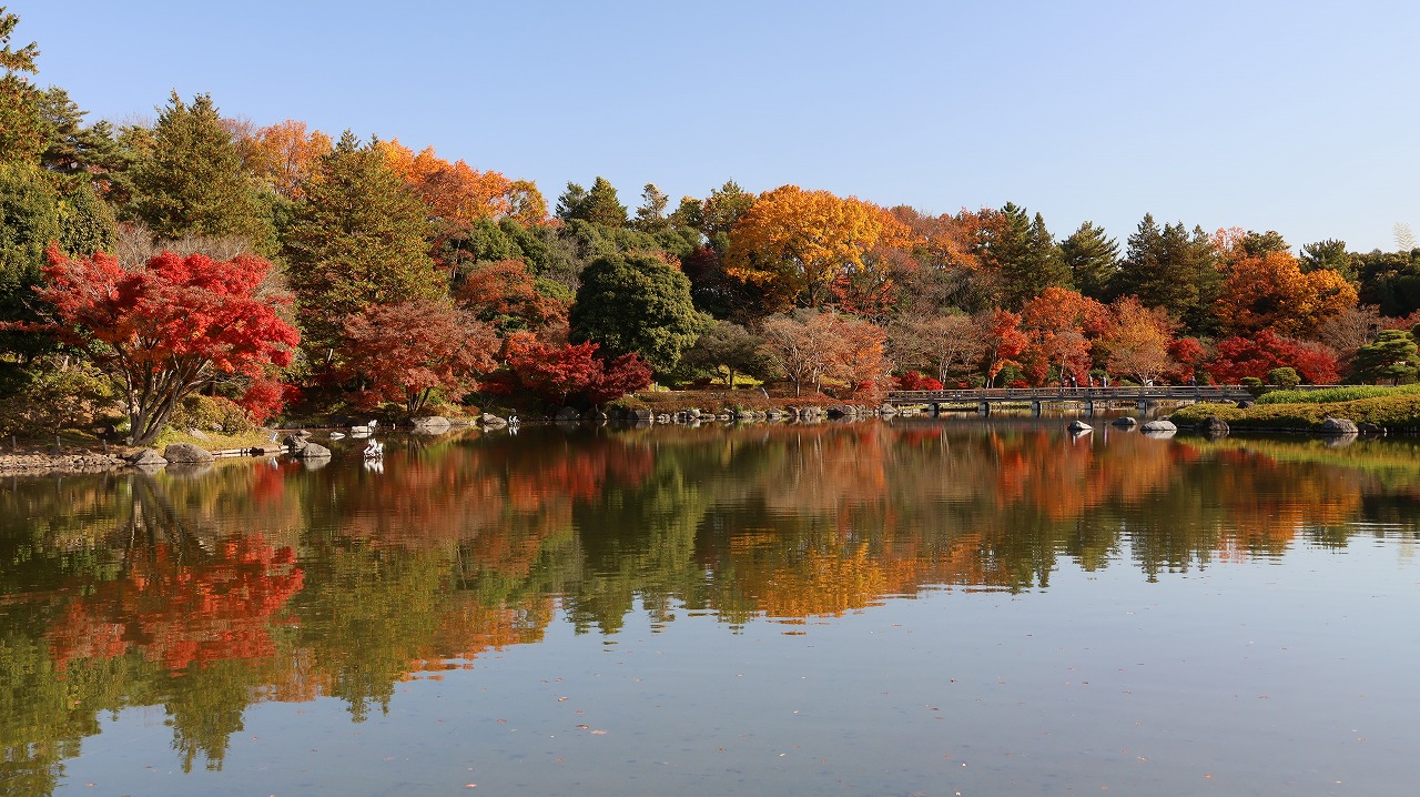 東京都の国営昭和記念公園の日本庭園の紅葉