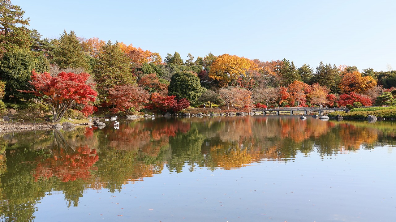 東京都の国営昭和記念公園の日本庭園の紅葉