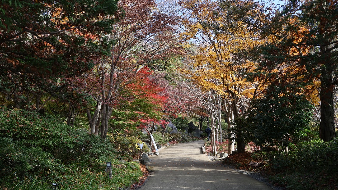 東京都の国営昭和記念公園の日本庭園の紅葉