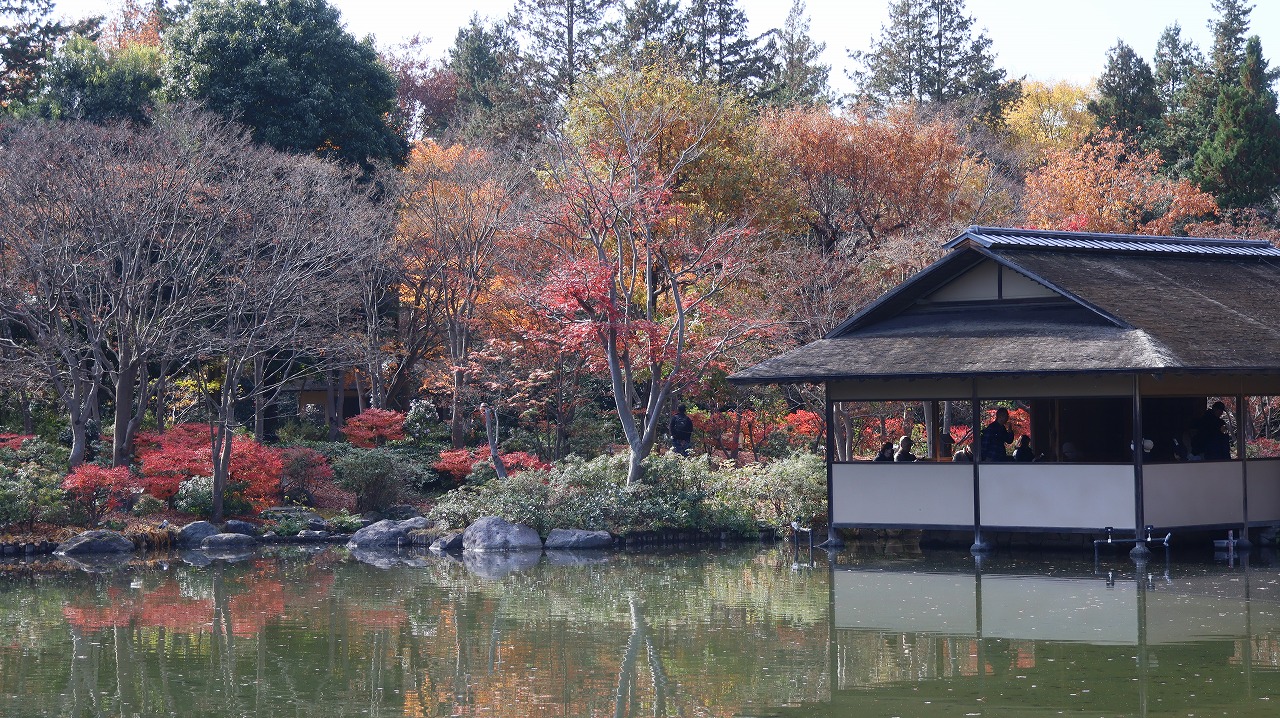 東京都の国営昭和記念公園の日本庭園の紅葉