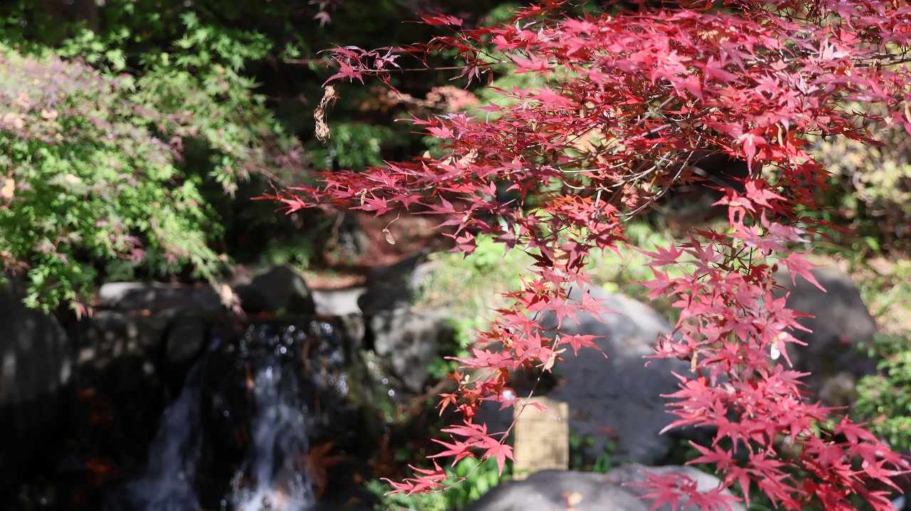 東京都の国営昭和記念公園の日本庭園の紅葉