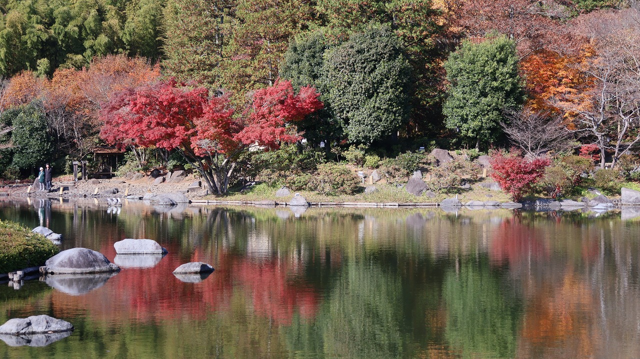東京都の国営昭和記念公園の日本庭園の紅葉