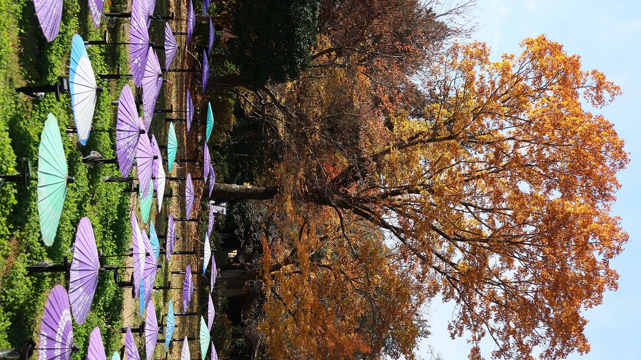 東京都の国営昭和記念公園の日本庭園の紅葉