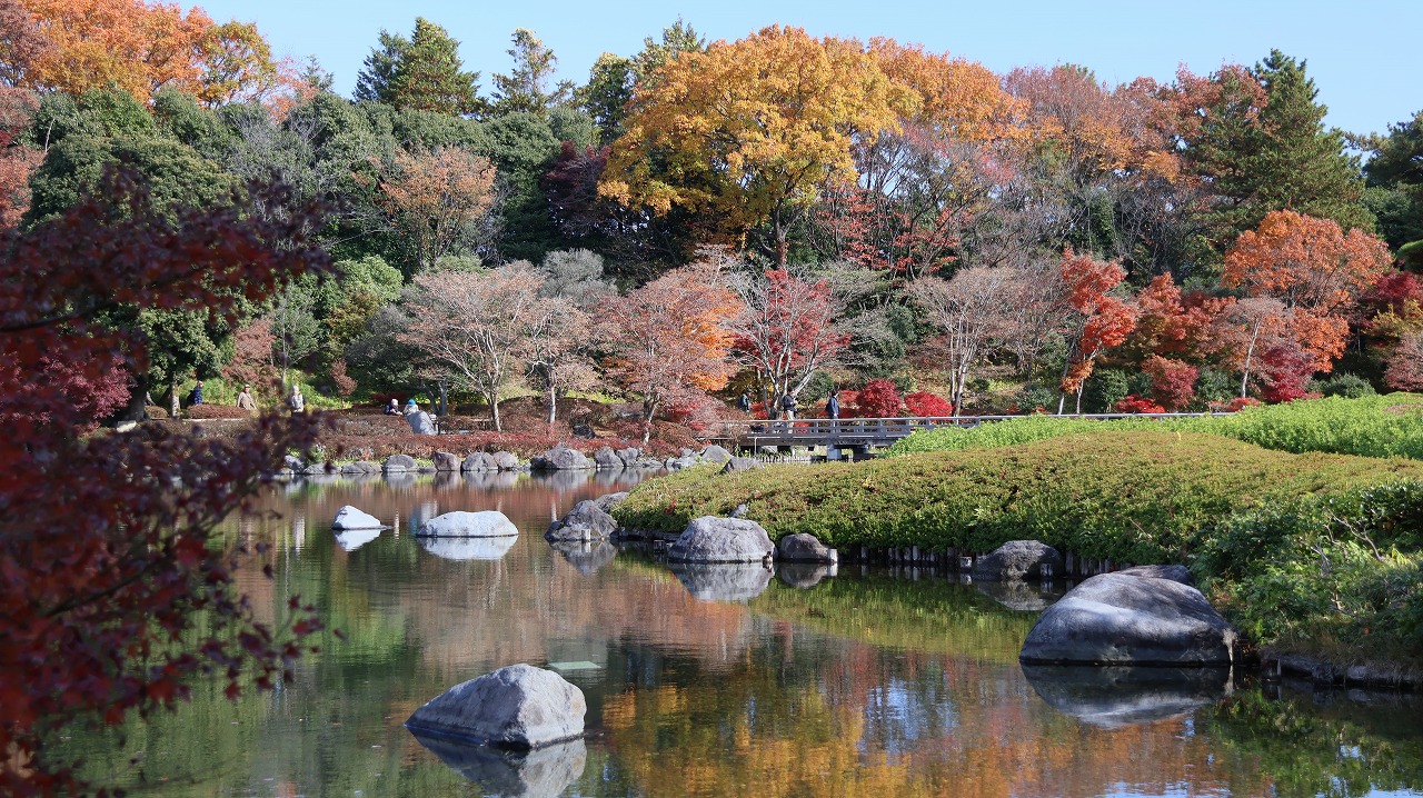 東京都の国営昭和記念公園の日本庭園の紅葉