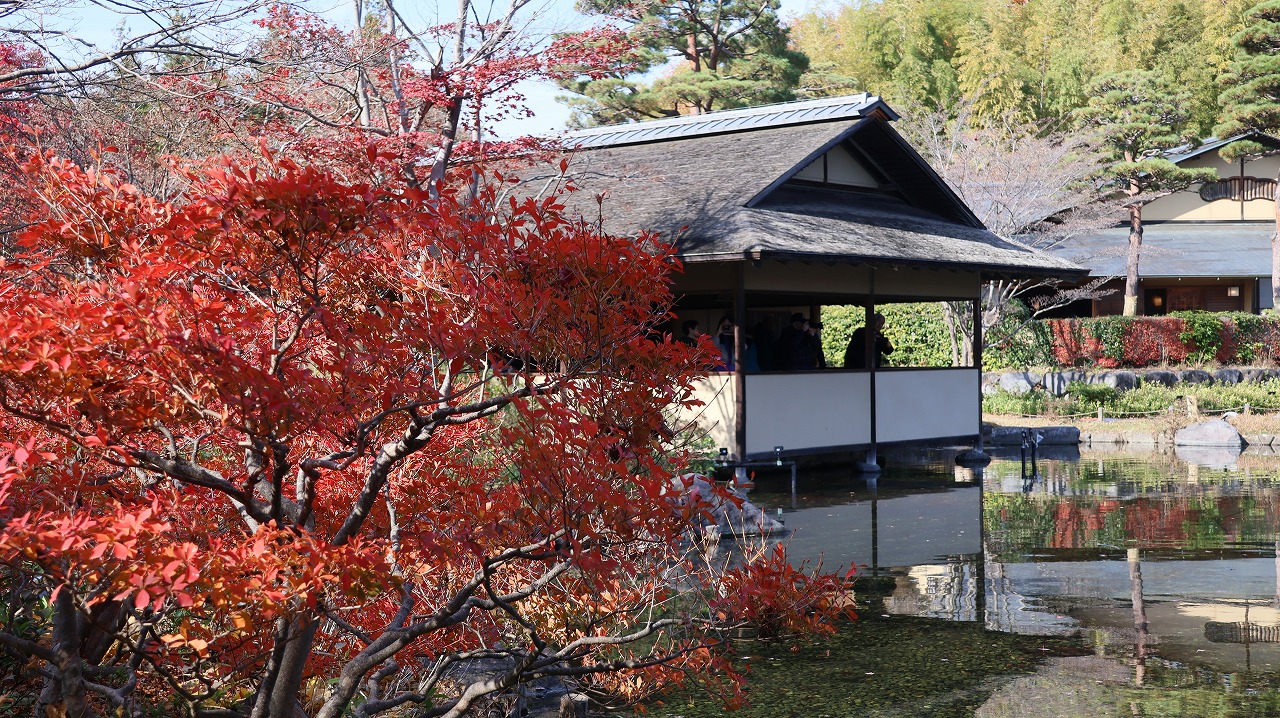 東京都の国営昭和記念公園の日本庭園の紅葉