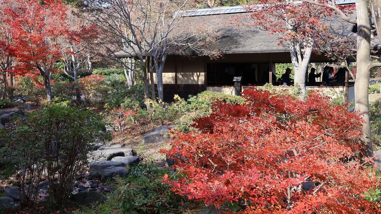 東京都の国営昭和記念公園の日本庭園の紅葉