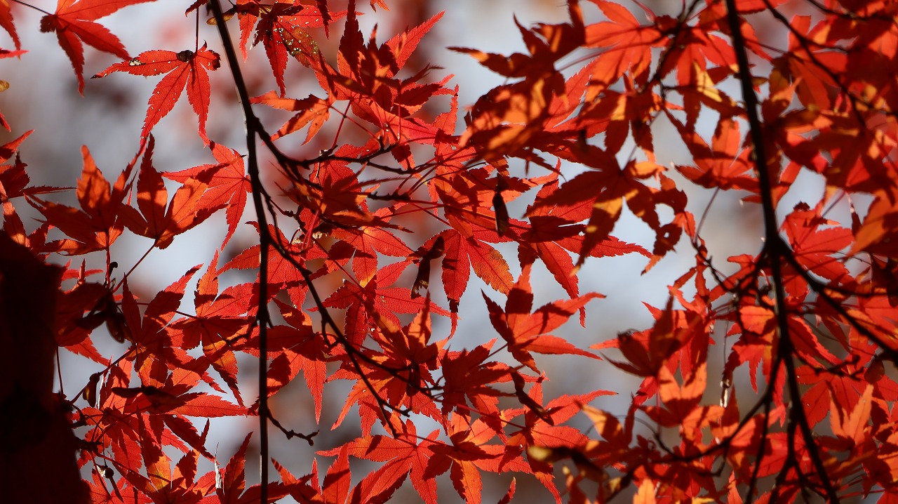 東京都の国営昭和記念公園の日本庭園の紅葉