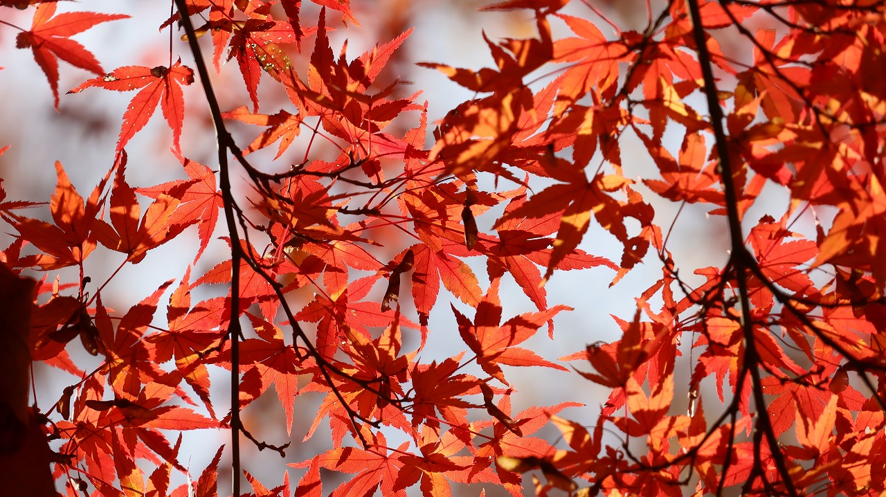 東京都の国営昭和記念公園の日本庭園の紅葉