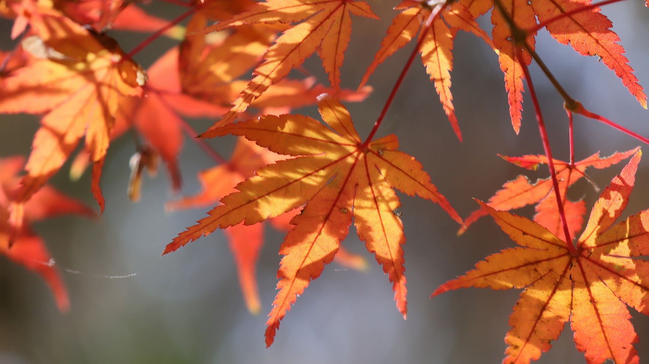 東京都の国営昭和記念公園の日本庭園の紅葉
