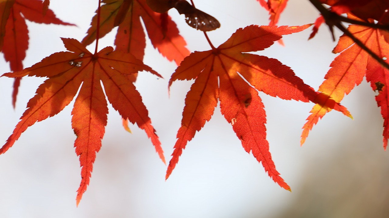 東京都の国営昭和記念公園の日本庭園の紅葉