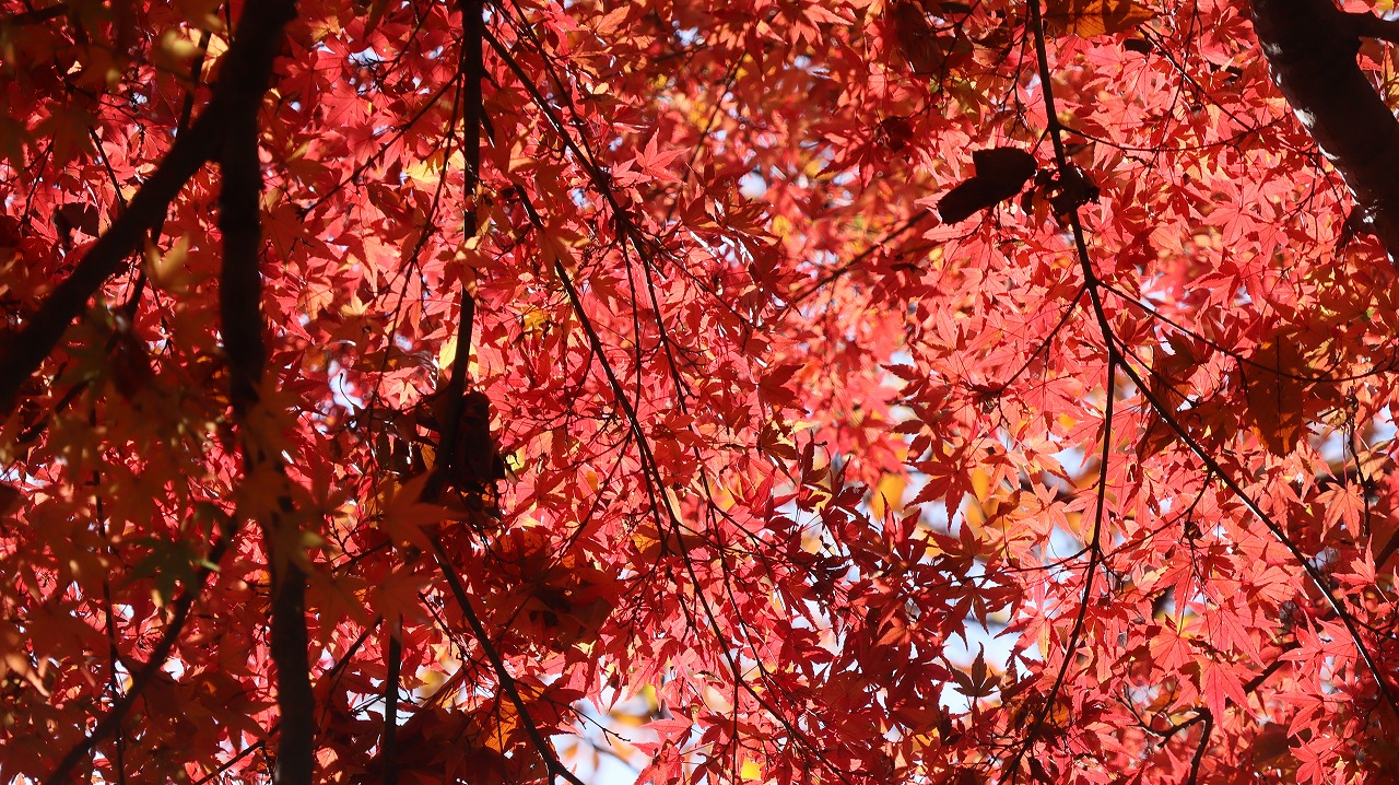 東京都の国営昭和記念公園の日本庭園の紅葉