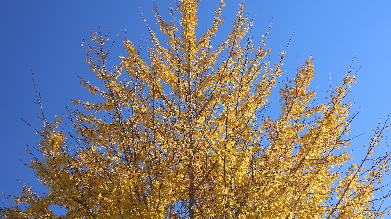 群馬県太田市の太田市運動公園