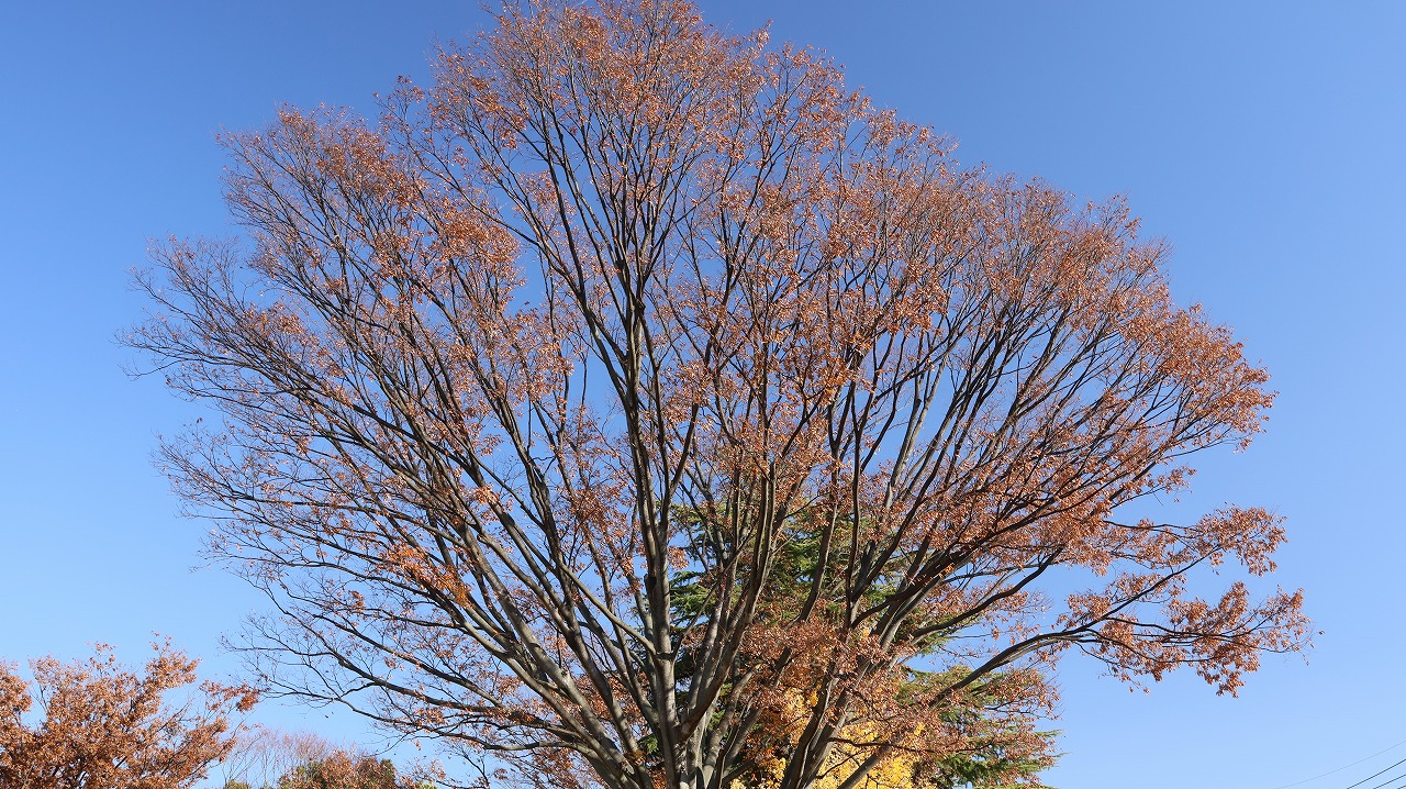 群馬県太田市の太田市運動公園