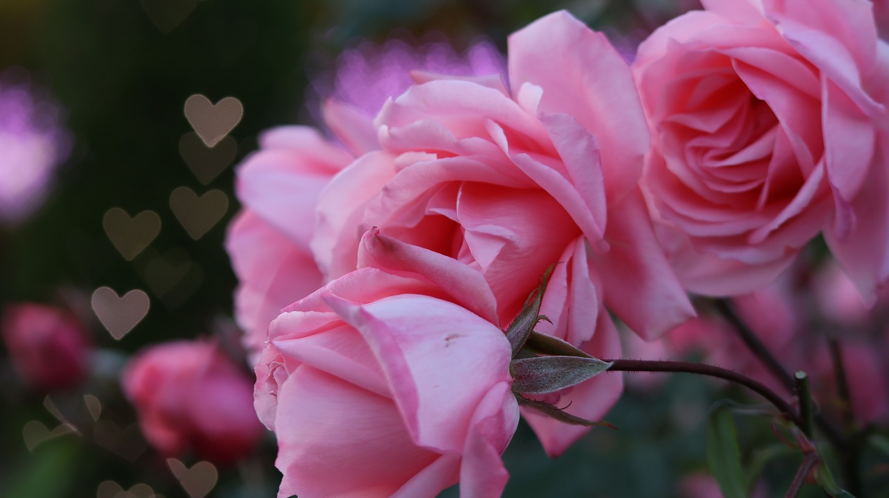 栃木県足利市のあしかがフラワーパークのイルミネーション