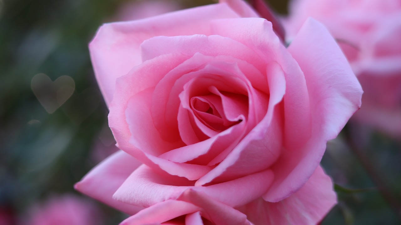 栃木県足利市のあしかがフラワーパークのイルミネーション