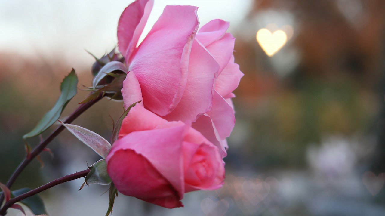 栃木県足利市のあしかがフラワーパークのイルミネーション