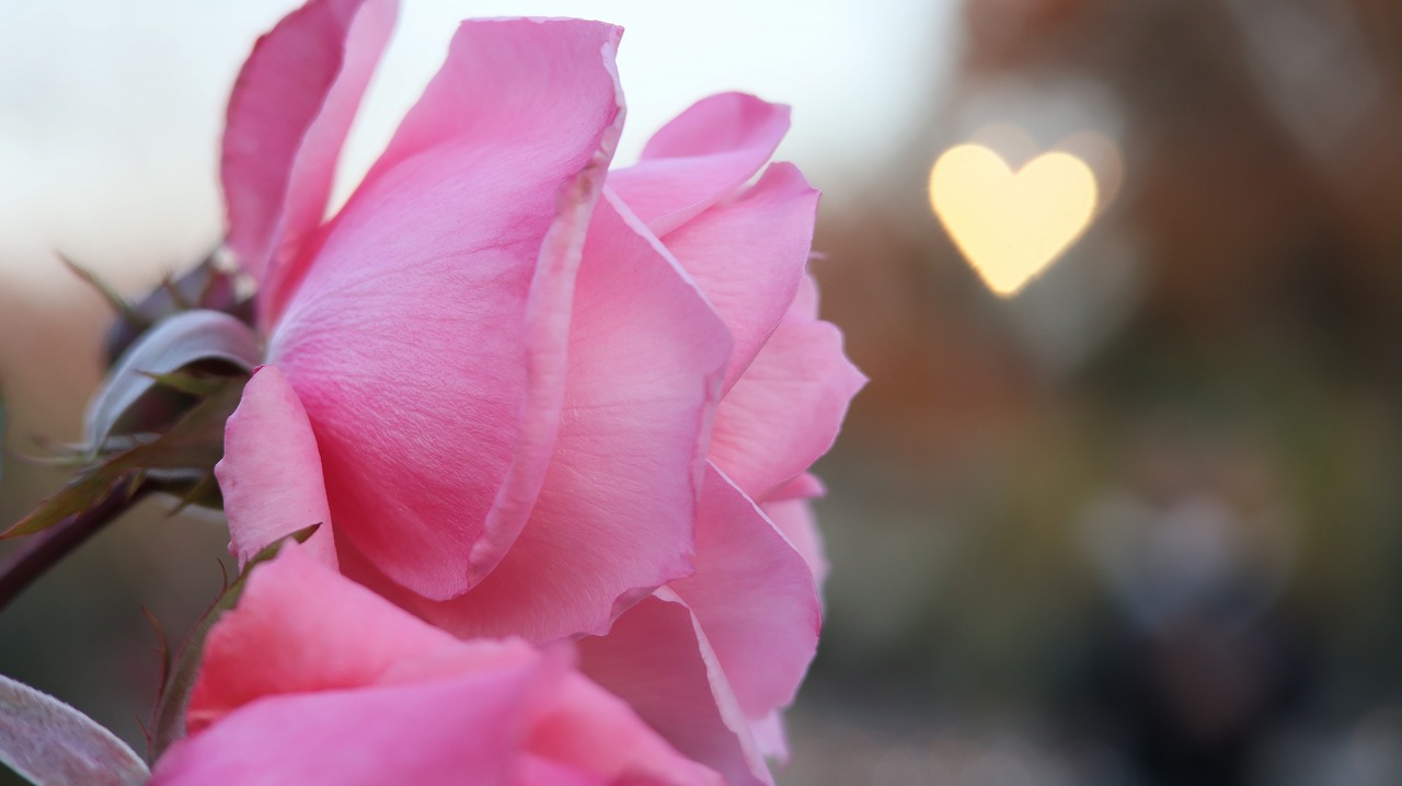 栃木県足利市のあしかがフラワーパークのイルミネーション