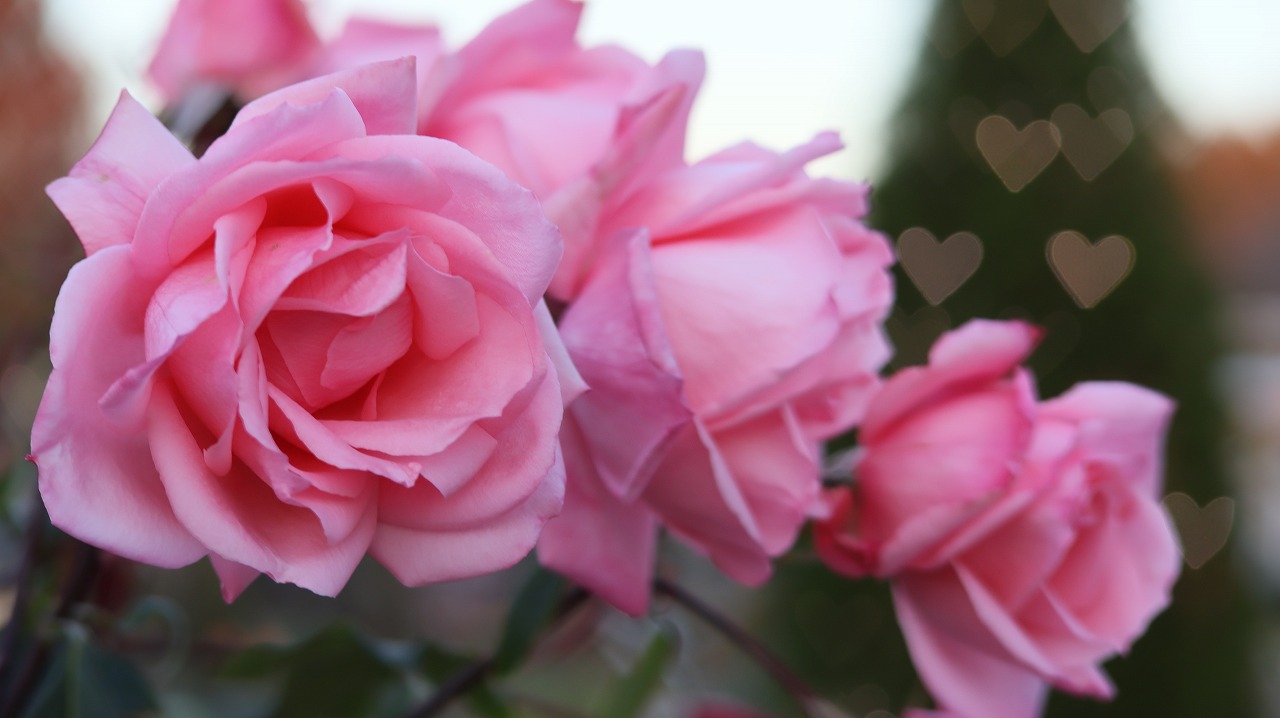 栃木県足利市のあしかがフラワーパークのイルミネーション