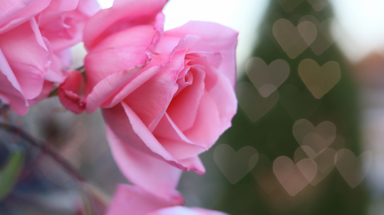 栃木県足利市のあしかがフラワーパークのイルミネーション