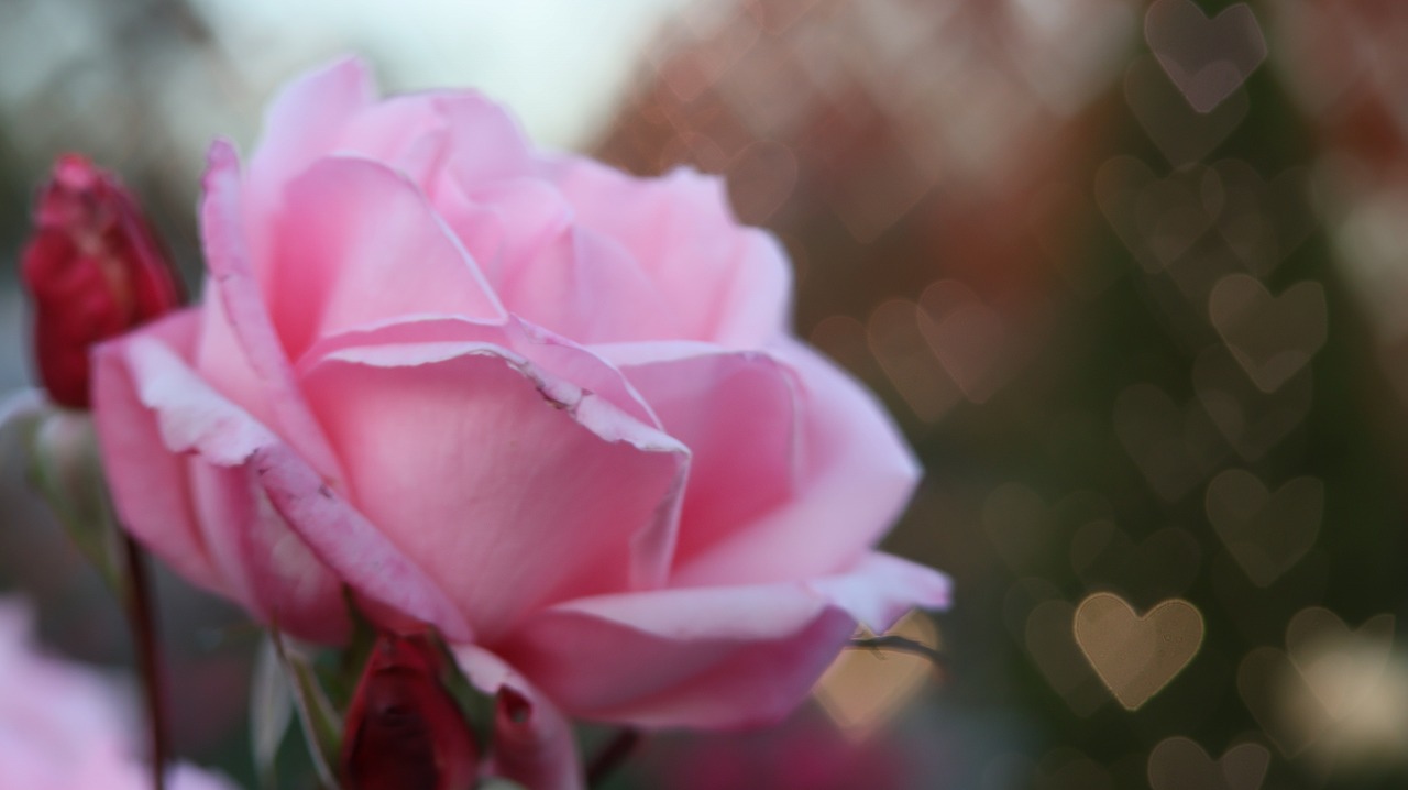 栃木県足利市のあしかがフラワーパークのイルミネーション