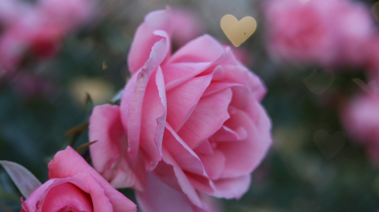 栃木県足利市のあしかがフラワーパークのイルミネーション