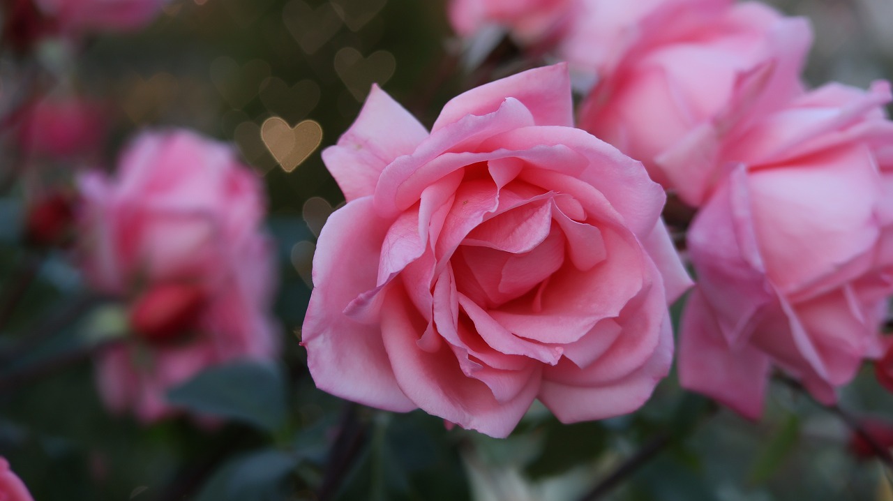 栃木県足利市のあしかがフラワーパークのイルミネーション