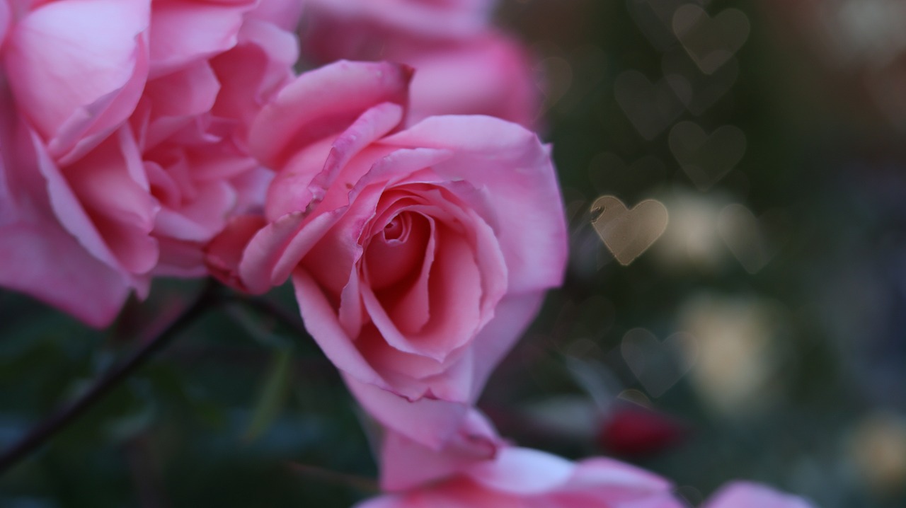 栃木県足利市のあしかがフラワーパークのイルミネーション