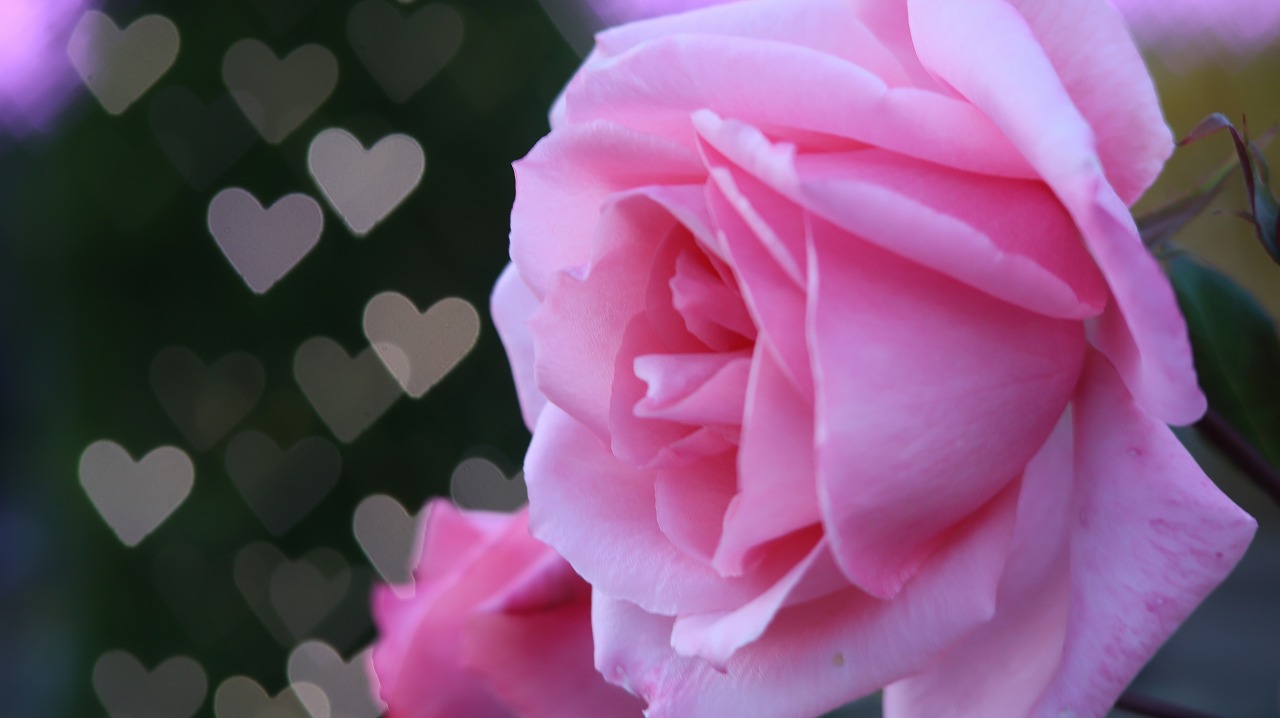 栃木県足利市のあしかがフラワーパークのイルミネーション