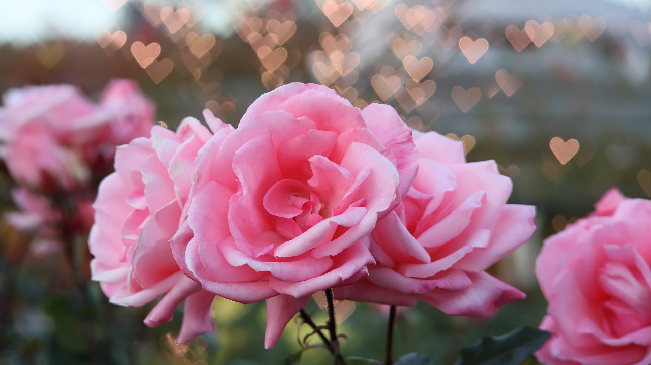 栃木県足利市のあしかがフラワーパークのイルミネーション