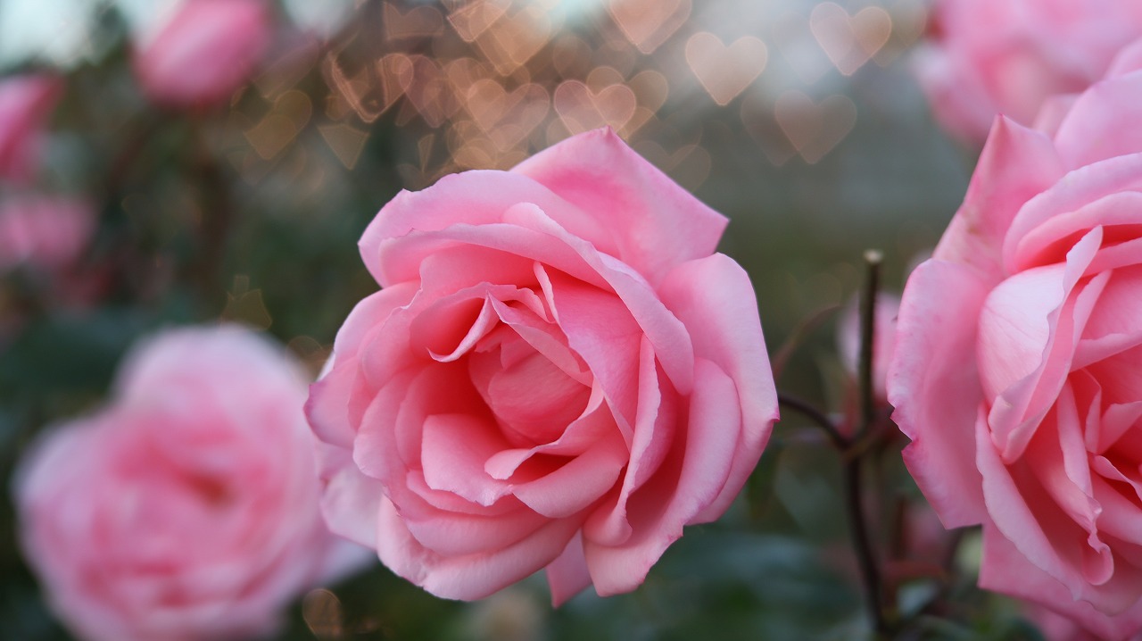 栃木県足利市のあしかがフラワーパークのイルミネーション