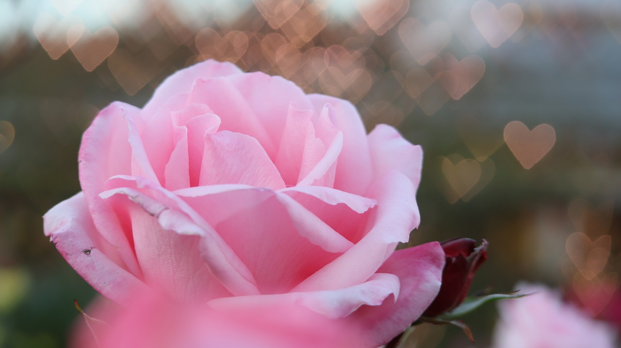栃木県足利市のあしかがフラワーパークのイルミネーション