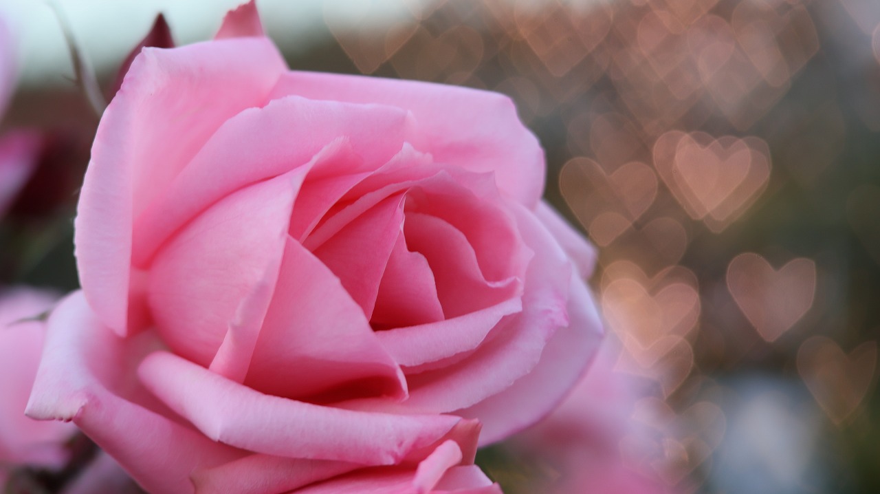 栃木県足利市のあしかがフラワーパークのイルミネーション