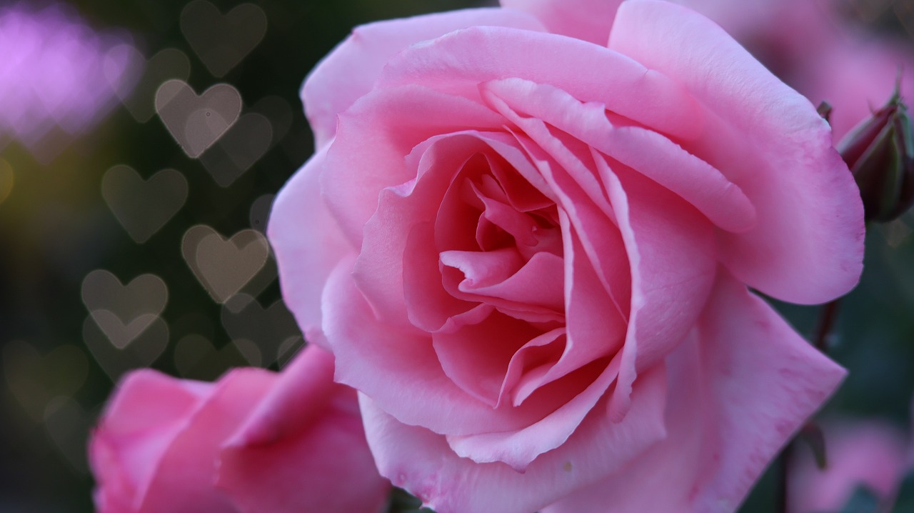 栃木県足利市のあしかがフラワーパークのイルミネーション