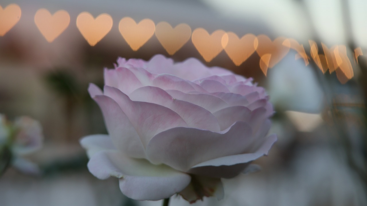 栃木県足利市のあしかがフラワーパークのイルミネーション