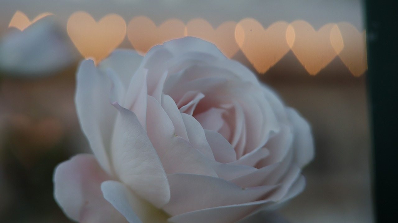 栃木県足利市のあしかがフラワーパークのイルミネーション