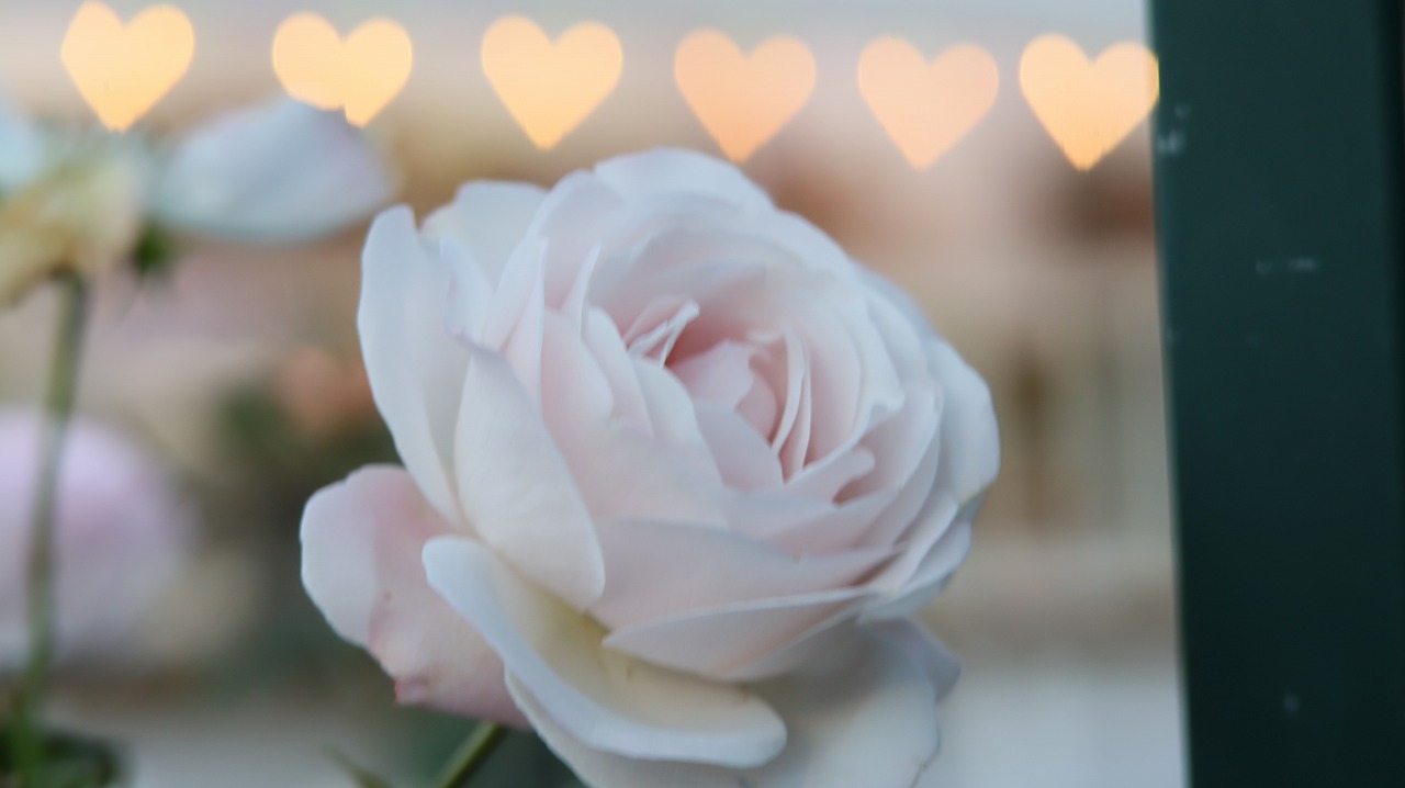 栃木県足利市のあしかがフラワーパークのイルミネーション